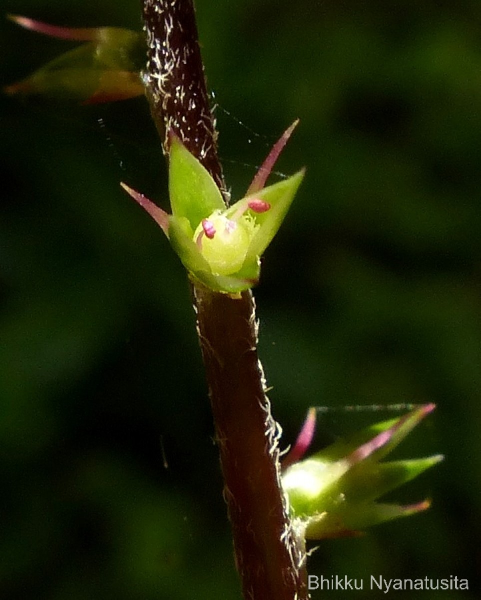 Achyranthes diandra Roxb.